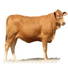 cow6