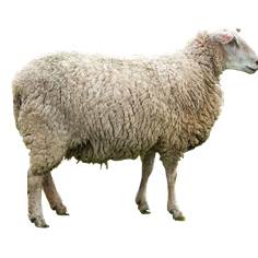 sheep4